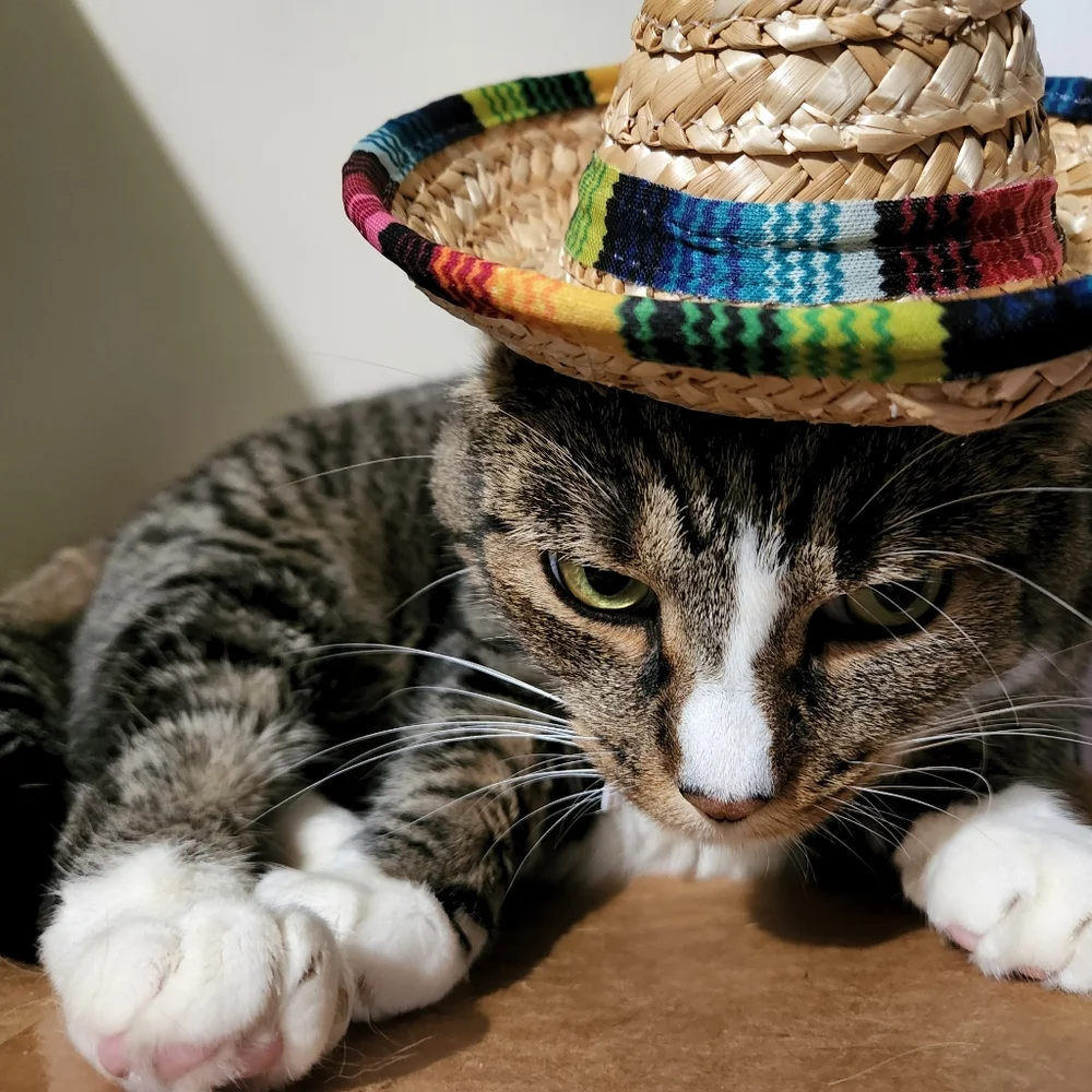 **HP**Small Animal Sombrero